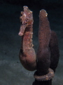   Seahorse  